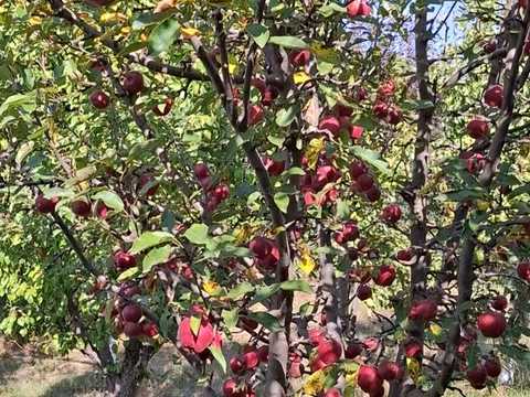 будинок за адресою с. Горбовичі, Івана Франка вул. (Некрасова)