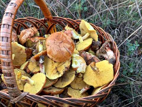 ділянка за адресою с. Зурівка, 