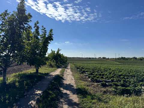 ділянка за адресою с. Бонівка, Зелена