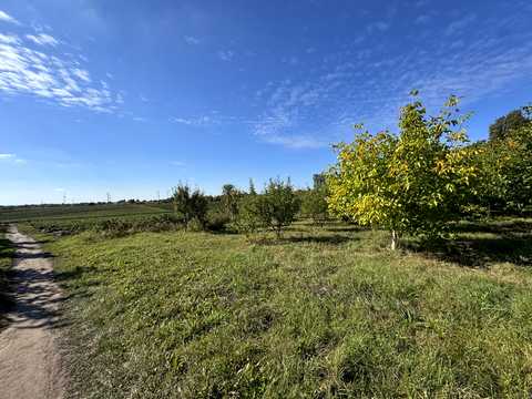 ділянка за адресою с. Бонівка, Зелена