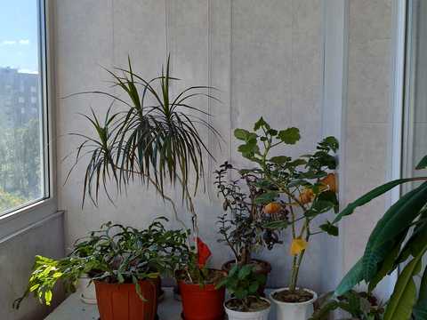 квартира за адресою Амосова вул. (Корчагінців), 36