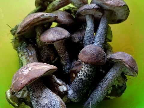 будинок за адресою с. Березанка, Садова