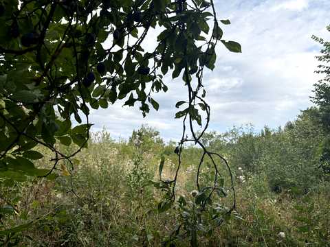 ділянка за адресою Лісова вул.