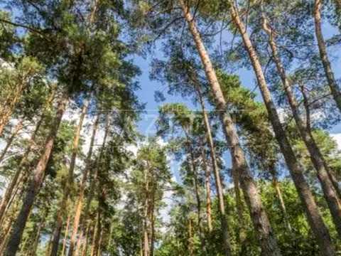 будинок за адресою с. Романків, Лісова вул.