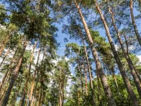 дом по адресу вул. Лісова, 8