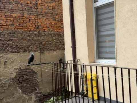 квартира за адресою Пантелеймона Куліша вул., 33