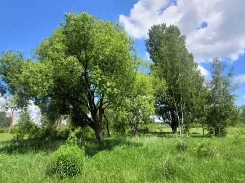 ділянка за адресою Хутірська вул. (Жовтнева), 12