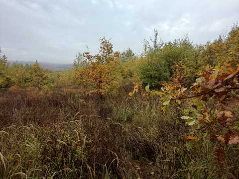 ділянка за адресою с. Циганівці, Лісова
