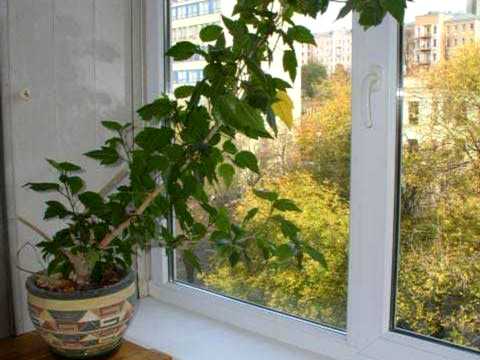 квартира за адресою Мечникова вул. (Кловський), 8