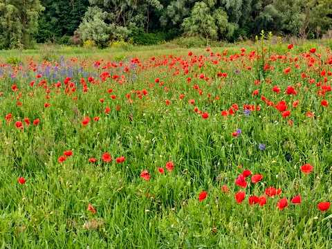 ділянка за адресою с. Барахти, 