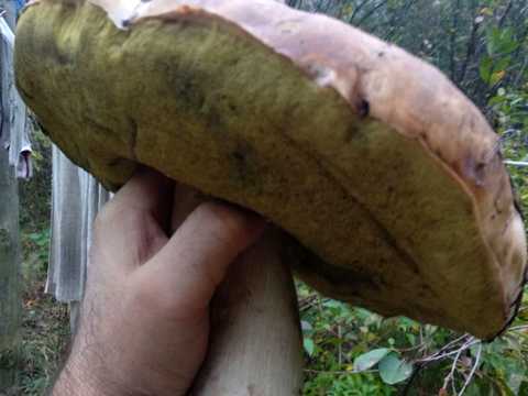 участок по адресу Сади 1, 7