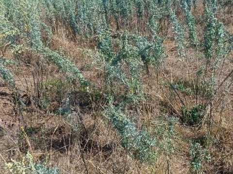 ділянка за адресою с. Красносілка, 
