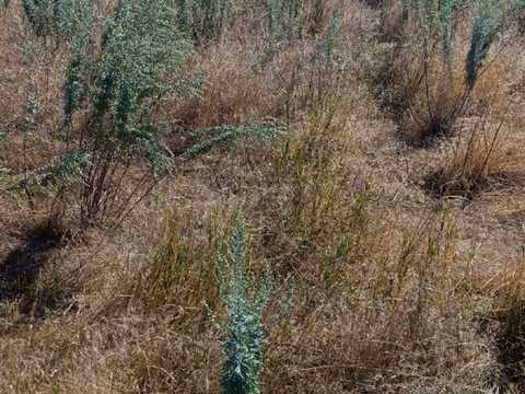 ділянка за адресою с. Красносілка, 