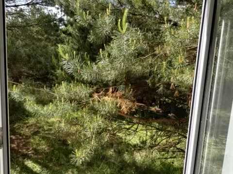дом по адресу с. Петрушки, Дзвінкова, 29