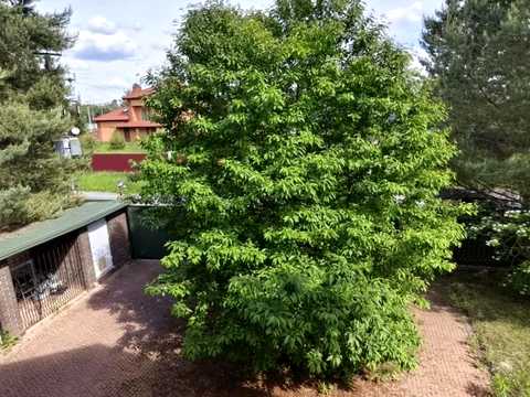 дом по адресу с. Петрушки, Дзвінкова, 29