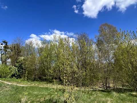 ділянка за адресою с. Туринка, Боглана Хмельницького, 29
