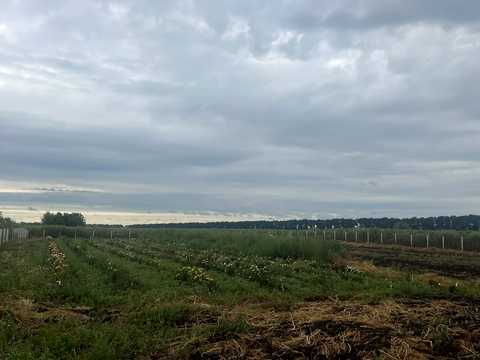 будинок за адресою с. Жабелівка, Лісова