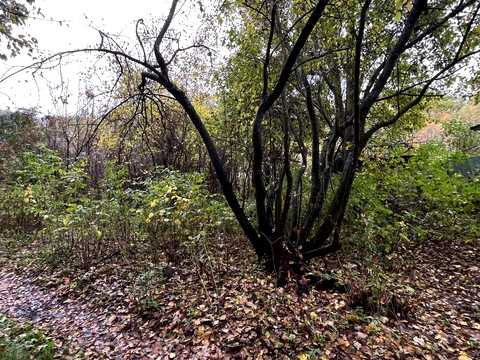участок по адресу Ирпень, 