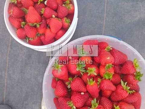 комерційна за адресою Лісова вул., 77