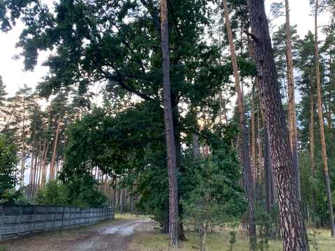 ділянка за адресою смт. Клавдієво-Тарасове, Соборності, 47
