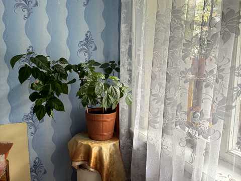 комната по адресу Янтарная ул., 73-А