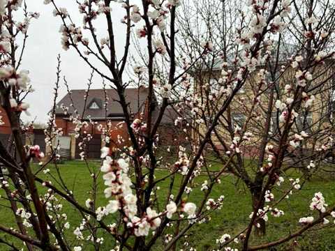 ділянка за адресою с. Софіївська Борщагівка, 