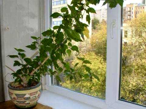 квартира по адресу Киев, Мечникова ул. (Кловський), 8