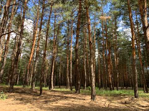 ділянка за адресою с. Новоселівка,