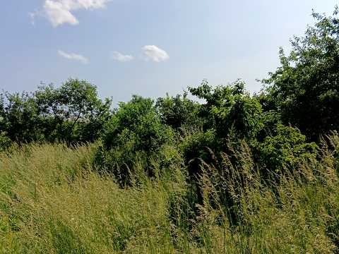 ділянка за адресою с. Кам'янопіль, Грушевського, 1