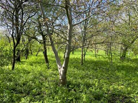 ділянка за адресою Підлісна, 15а