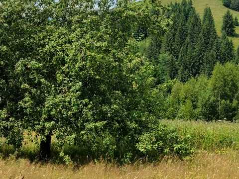 дом по адресу Полінечник, 26