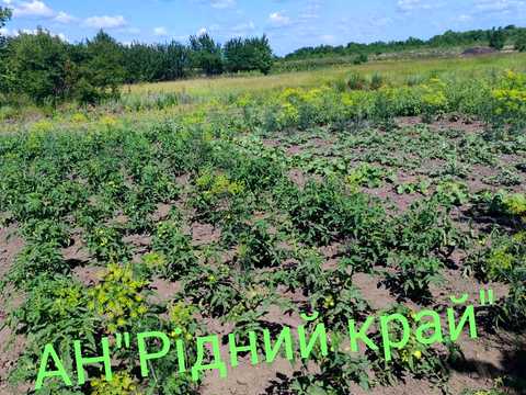 будинок за адресою Центральна