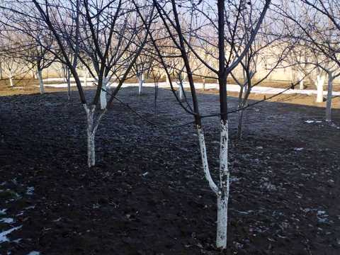 будинок за адресою Петропавлівська