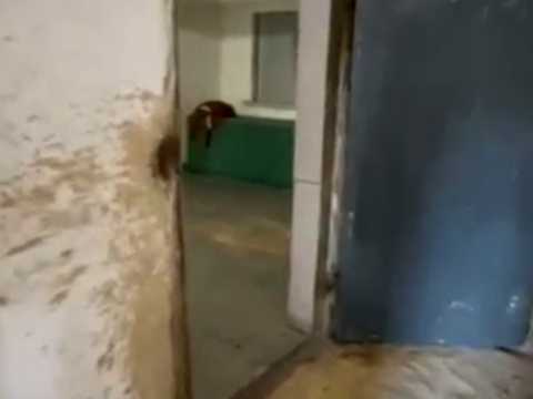 участок по адресу Лесі Українки, 18