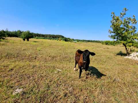 участок по адресу Степна