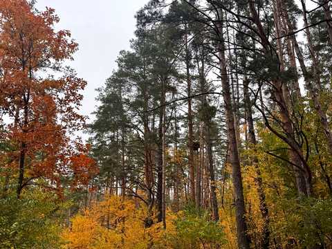 ділянка за адресою в Лісі