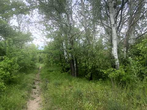 ділянка за адресою с. Новоселівка,