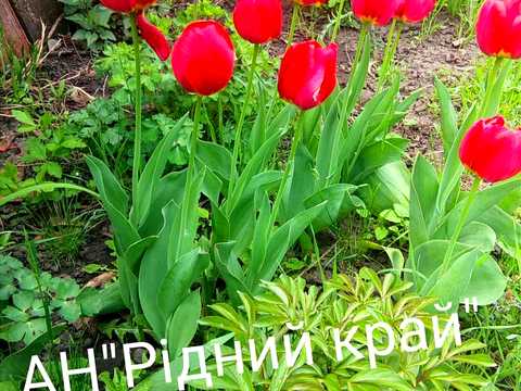 будинок за адресою Центральна