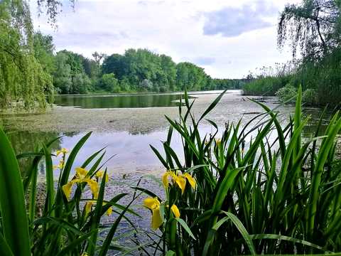 будинок за адресою Лісова
