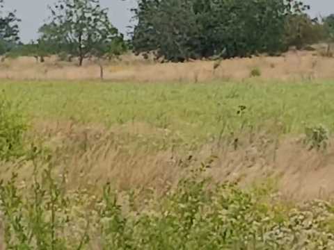 ділянка за адресою с. Волоське, Теплична, 9