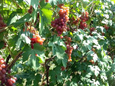 ділянка за адресою Самар (Новомосковськ), Вільне