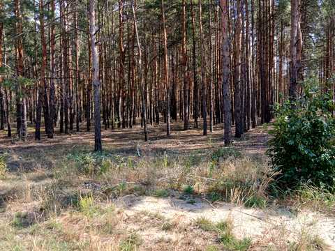 ділянка за адресою Лебедина