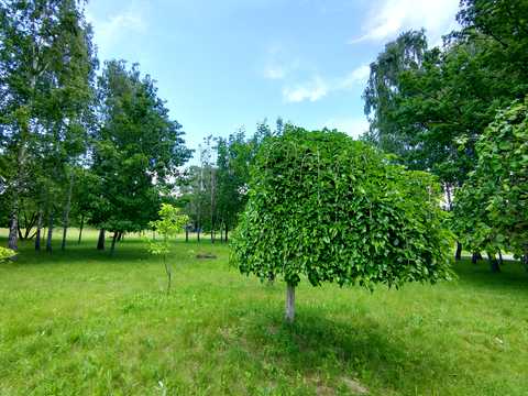 ділянка за адресою Центральна вул., 777