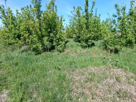 комерційна за адресою смт. Клевань, вул. Центральна, 32а