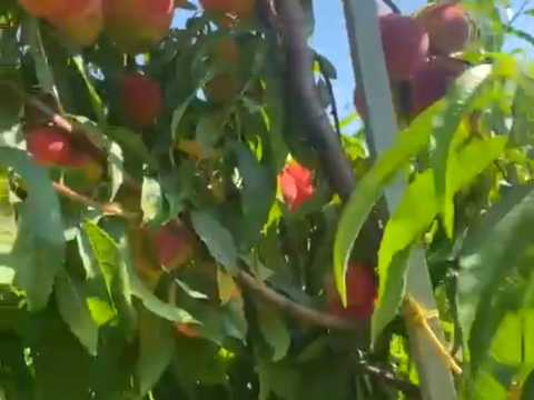 ділянка за адресою 16-го Липня вул., 41