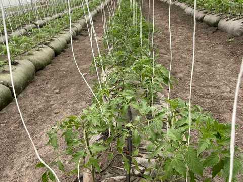 комерційна за адресою с. Лугове, Польова, 8