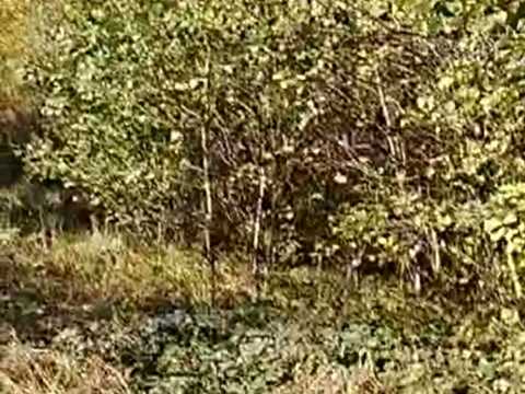 участок по адресу Лісна