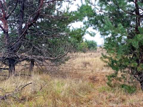 1817531606278821