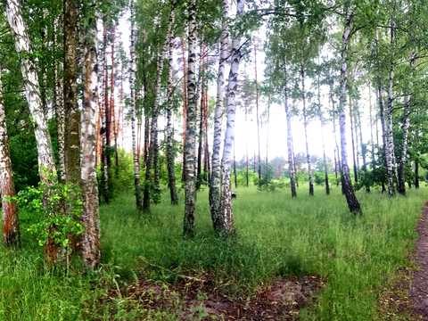 участок по адресу Єдності ул.