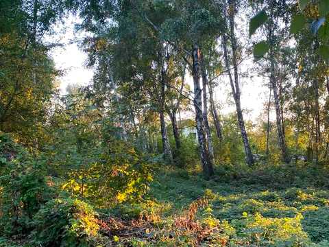 ділянка за адресою с. Людвинівка, Польова, 12б